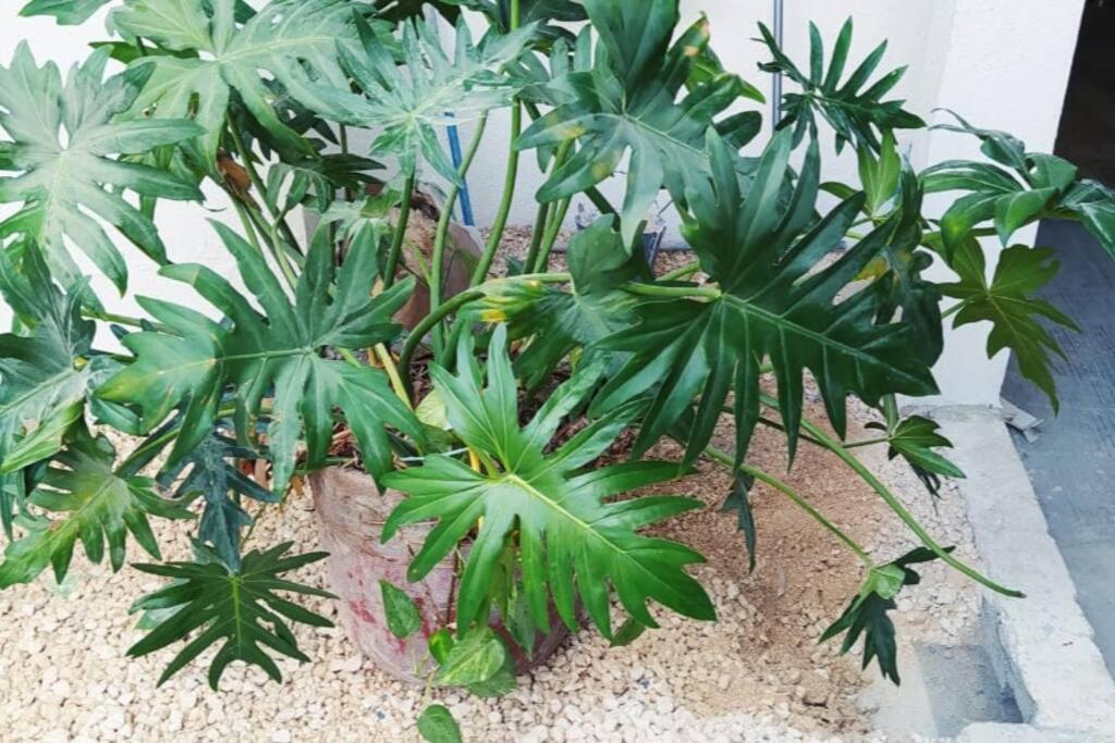 坎昆Coral公寓 外观 照片